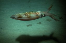 20011008_3_Mangrove_Bay_0004